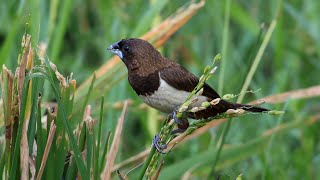 White Rumped Munia Foraging  4K [upl. by Atiuqal]