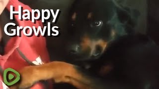 Sweetest doggy ever proves not all growls are mean [upl. by Khano]