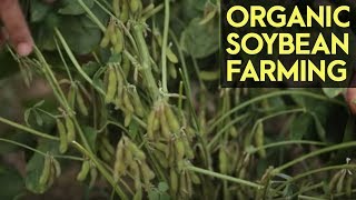 Organic Soybean Farming Reviving the Soybean Industry in the Philippines [upl. by Airda]