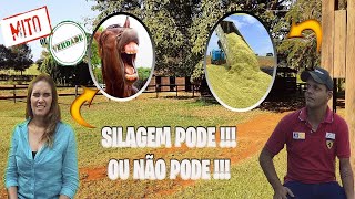 SILAGEM PARA CAVALO PODE OU NÃO PODE DAR [upl. by Halden]