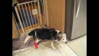 HOH Beagle Misty Haze Lupus Bandaged Rear Paws Walking After Abscess Strikes Back Myasthenia Gravis [upl. by Keiryt]