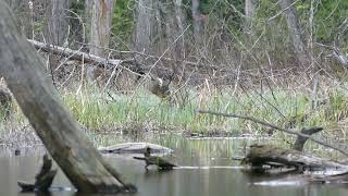 Lesser Bittern Call Harrington QC20240504 [upl. by Ahdar]