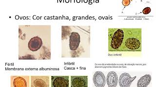 Aula 5 Helmintos  classe nematoda parte 1 [upl. by Ayamat]