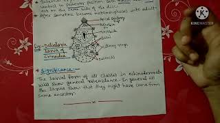 Larval forms of Echinodermata notes  Bsc [upl. by Arted]