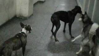 doberman vs husky vs bull terrier [upl. by Lisha]