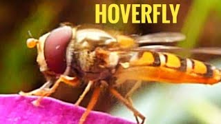 Hoverfly [upl. by Sinne619]