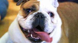 Bulldog Puppies Rescued RSPCA Steps In to Shut Down Bad Breeders [upl. by Greg]