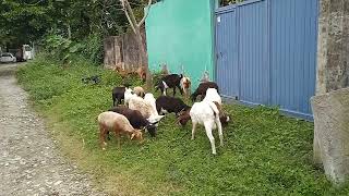 Una tarde de verano 19 de octubre 24 pastando al rebaño con el pequeño pastorcito [upl. by Jp]