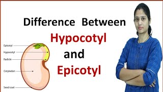 Difference between Hypocotyl and Epicotyl [upl. by Krystal]