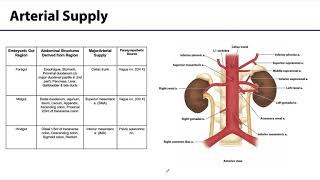 Abdominal Wall Peritoneum and Intestines LO 8  ForeMidHindgut [upl. by Agbogla249]