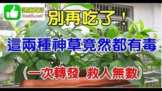 別再吃了，這兩種神草竟然都有毒！一次轉發，救人無數！！ [upl. by Yci]