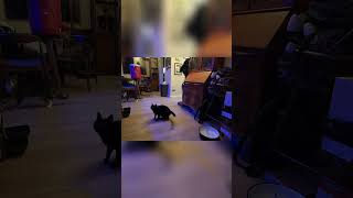 😹 Cat Playing with Toys Video  Funny Cat Videos  🎾 Cute Cat Video 🐾 cat toys kitty shorts [upl. by Donald174]