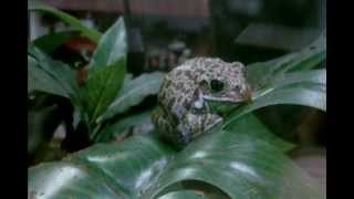 Barking Tree Frogs With Sound [upl. by Myk]