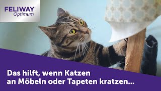 Katze kratzt an Möbeln ► FELIWAY Optimum hilft wenn die Katze an deinen Möbeln kratzt [upl. by Ennaeus]