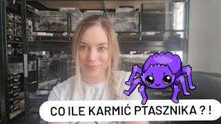 Częstotliwość karmienia ptaszników Co ile karmić ptasznika [upl. by Ycnaffit148]