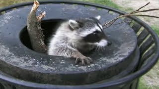 Raccoon Stuck in a Bin  Deadly 60  Earth Unplugged [upl. by Areehs]