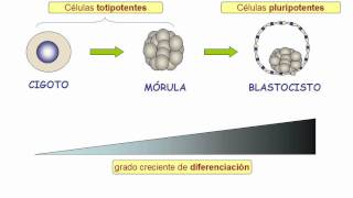 Tipos de células madre [upl. by Allak]