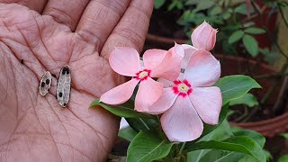 How to harvestcollect seeds of Vinca [upl. by Oiramrej]