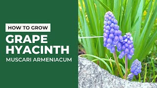 How To Grow Grape Hyacinth Muscari Armeniacum [upl. by Anwahsiek]