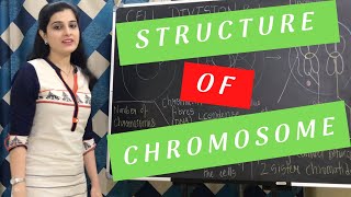 Structure of Chromosome Class 10 ICSE Biology  Cell Division Cell Cycle Chapter [upl. by Hehre623]