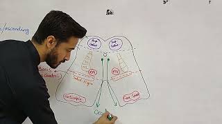 Drawing Cross Sections  Mid Brain Superior Colliculus [upl. by Agler]
