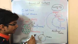 Mammalian cell culture 2  cell lines and cell strain [upl. by Gnilrets]