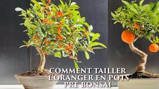 COMMENT TAILLER LORANGER EN POTSBONSAI [upl. by Magen]