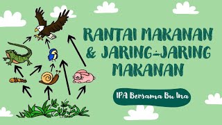 Rantai Makanan amp Jaringjaring makanan [upl. by Yenhoj]