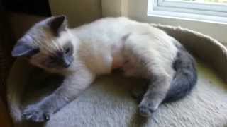 Introducing Turtle the blue point Siamese kitten [upl. by Yelyah]