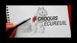 DESSINER UN ÉCUREUIL  FAIRE UN CROQUIS ANIMALIER [upl. by Lanam]