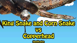 Corn snake vs Copperhead identification [upl. by Twedy]