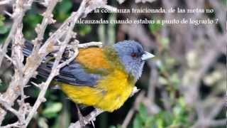 Lección de perseverancia  Richard Clayderman quotEl Condor Pasaquot [upl. by Havot]