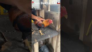 gamefowl gallosconditioning tipsoldschooladviceready gamefowlsknowledge shorts livelearn [upl. by Redfield772]