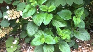 How to grow and use Lemon Balm Melissa officinalis [upl. by Adlog644]