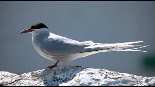 Taking a look at terns 1 Common vs Arctic Tern [upl. by Ativahs]