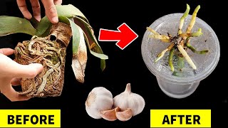 10 ways to almost destroy Orchids amp how to fix them [upl. by Maxfield714]