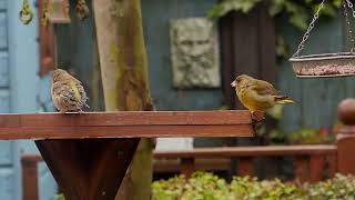 Greenfinch couple enjoying the garden [upl. by Rizika773]