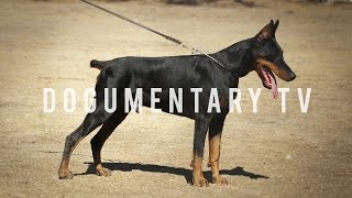 DOBERMAN PINSCHERS ARE THE WATCH DOG FOR THE WHOLE FAMILY [upl. by Nomed]