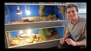 Blue Tongue Lizard Enclosure Set Up [upl. by Ninaj]