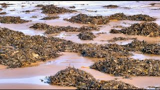 Gathering Seaweed to compost A must if you live close to the Sea [upl. by Healion]