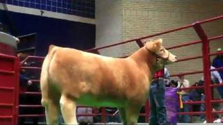 Cuatro Schauer  Record 230000 Steer at Fort Worth Stock Show [upl. by Tarah]