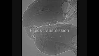 Tsetse fly mating behavior xray Glossina pallidipes [upl. by Nosyk]