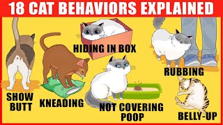 18 Strangest Cat Behaviors Explained [upl. by Allisirp]