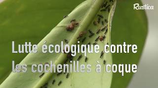 Lutter contre les cochenilles boucliers [upl. by Neau]