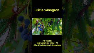 Liście winogron  właściwości [upl. by Iaria]