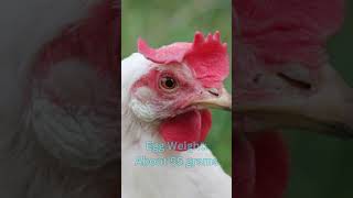 Chicken Leghorn Chickens Size Eggs Lifespan and More [upl. by Svoboda408]