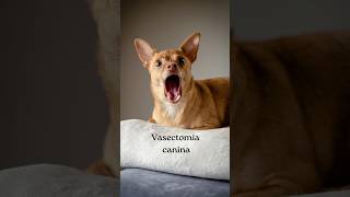 ¡Vasectomía canina ¿Se recomienda 🤯🐕👨🏻‍⚕️ vasectomy perros mascotas consejos pets [upl. by Kimbell]