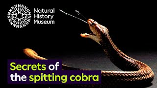 Spitting cobras the peculiar evolution of defensive venom in snakes [upl. by Assirem]