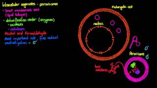 Intracellular Organelles Peroxisomes [upl. by Slyke]