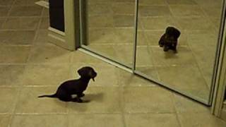 Mini Dachshund Puppy Vs Mirror [upl. by Amuh560]